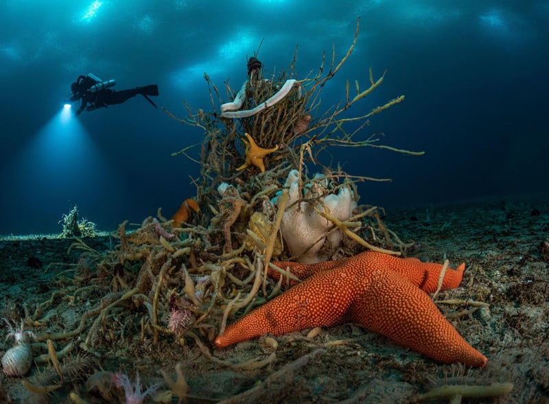 Wildlife Photographer of the Year is developed and produced by the Natural History Museum, London. Undated handout photo issued by Natural History Museum of Under Antarctic ice by Laurent Ballesta, winner of the Portfolio Award category at the Wildlife Photographer of the Year competition.