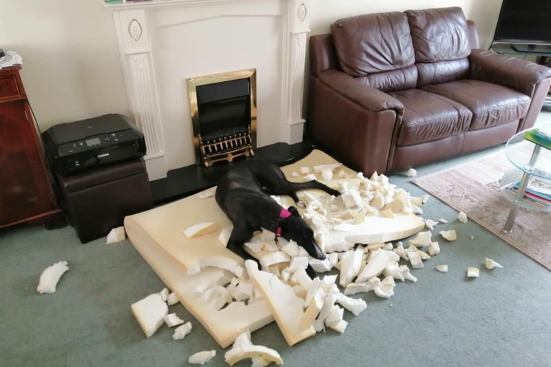 When 3-year-old Greyhound Lightning was given a brand new bed he decided it would look better in a hundred pieces.