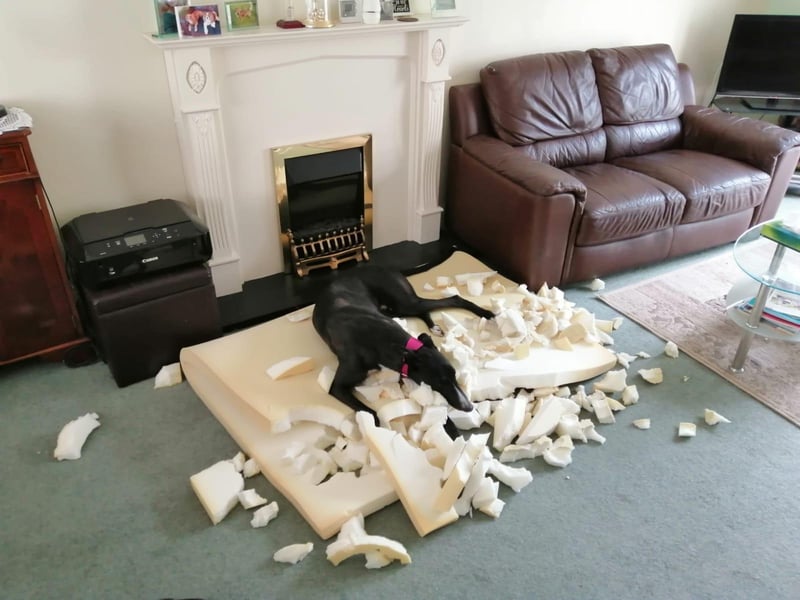 When 3-year-old Greyhound Lightning was given a brand new bed he decided it would look better in a hundred pieces.