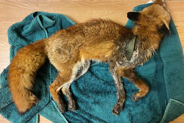 The fox with what appears to be an injury from a collar according to the SSPCA picture: SSPCA