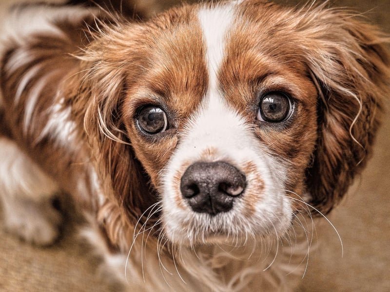 Small dogs don't burn off calories as quickly as large dogs, so a breed like the Cavalier KIng Charles Spaniel need a substantial amount to exercise to burn off a big meal. They tend to eat their meals very quickly, so it's a good idea to invest in a puzzle bowl to force them to take their time over supper and keep them in tip-top shape.