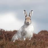 The world relies on a healthy, biodiverse environment for everything from production of food and timber to air purification, soil formation and pollination, but these crucial ecosystem services are at risk if dramatic losses of species are not urgently halted. Picture: Scott Newey/James Hutton Institute