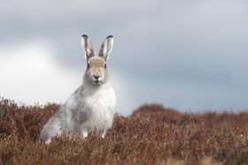 The world relies on a healthy, biodiverse environment for everything from production of food and timber to air purification, soil formation and pollination, but these crucial ecosystem services are at risk if dramatic losses of species are not urgently halted. Picture: Scott Newey/James Hutton Institute