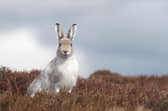 The world relies on a healthy, biodiverse environment for everything from production of food and timber to air purification, soil formation and pollination, but these crucial ecosystem services are at risk if dramatic losses of species are not urgently halted. Picture: Scott Newey/James Hutton Institute