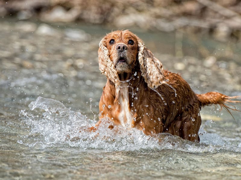 The sporty Springer Spaniel is hugely sociable by nature. A typical Springer will get on equally well with humans, dogs and other animals - even cats!
