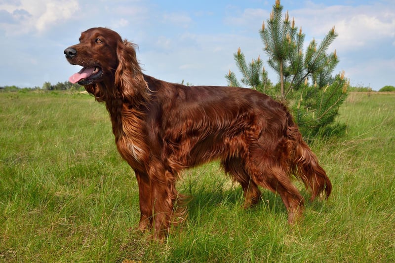 Also known as the Red Setter, the Irish Setter is a much in-demand gun dog and family pet - easily identified by their luxuriant mahogany coloured coat. All Setters come with soft mouths as standard.