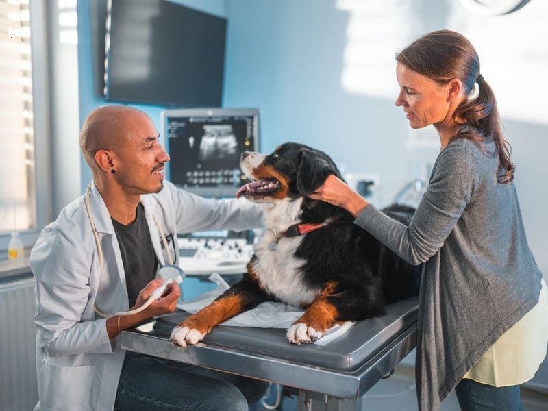 Saint Bernards have two main health concerns - a predisposition to bone cancer and an abnormality in the heart muscle called cardiomyopathy. Owners should keep a close eye on their pets to look out for signs of pain when the dog walks, or changes in breathing indicative of a heart problem.