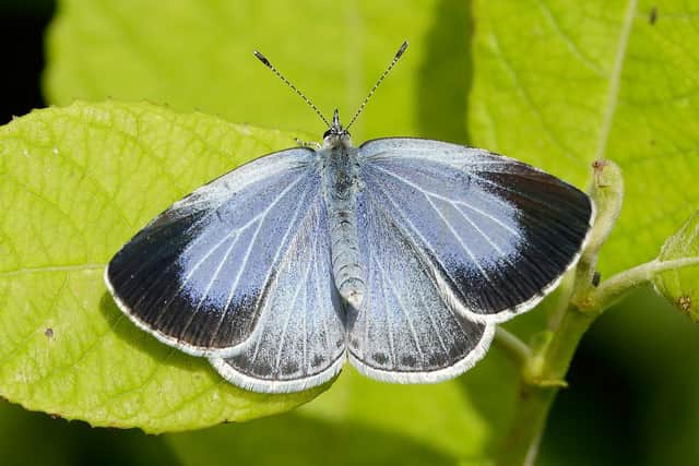 The Holly Blue, which has only recently begun to colonise Scotland, has bucked the general downward trend for butterflies, with sightings up 230% north of the border this year. Picture: Iain H Leach