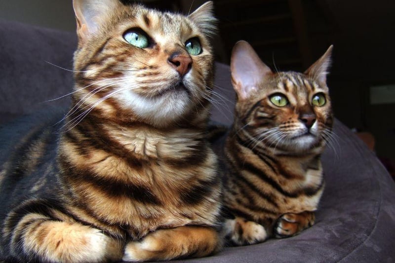 They are easy to train breeds as a Bengal cat is very intelligent and one of the cleverest breeds on the planet.