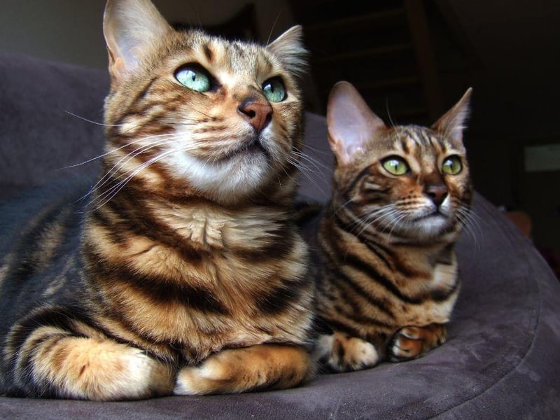 They are easy to train breeds as a Bengal cat is very intelligent and one of the cleverest breeds on the planet.