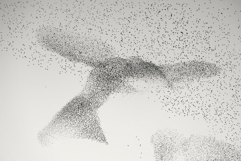 Murmuration by Daniel Dencescu, Germany/Romania, of a murmuration above the city of Rome, Italy, which has been shortlisted for the Wildlife Photographer of the Year People's Choice Award.