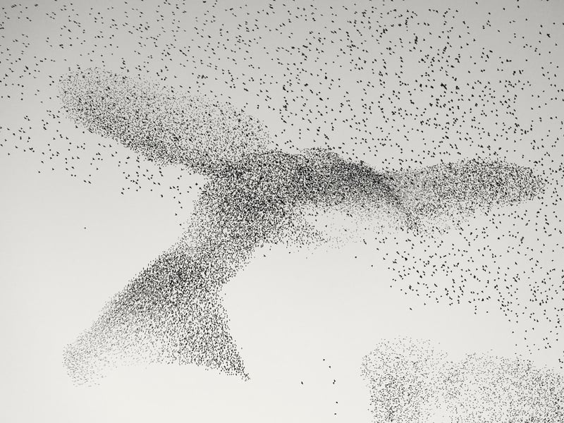 Murmuration by Daniel Dencescu, Germany/Romania, of a murmuration above the city of Rome, Italy, which has been shortlisted for the Wildlife Photographer of the Year People's Choice Award.
