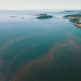 Harmful algae bloom is a phenomenon put down to climate change.