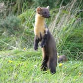 Pine martens, which were once almost absent from Scotland, have been spotted around Cumbernauld after extensive restoration of nature sites in the area. Photograph: Karl Franz/WildNet