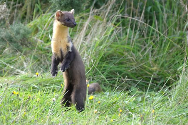 Pine martens, which were once almost absent from Scotland, have been spotted around Cumbernauld after extensive restoration of nature sites in the area. Photograph: Karl Franz/WildNet