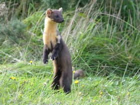 Pine martens, which were once almost absent from Scotland, have been spotted around Cumbernauld after extensive restoration of nature sites in the area. Photograph: Karl Franz/WildNet