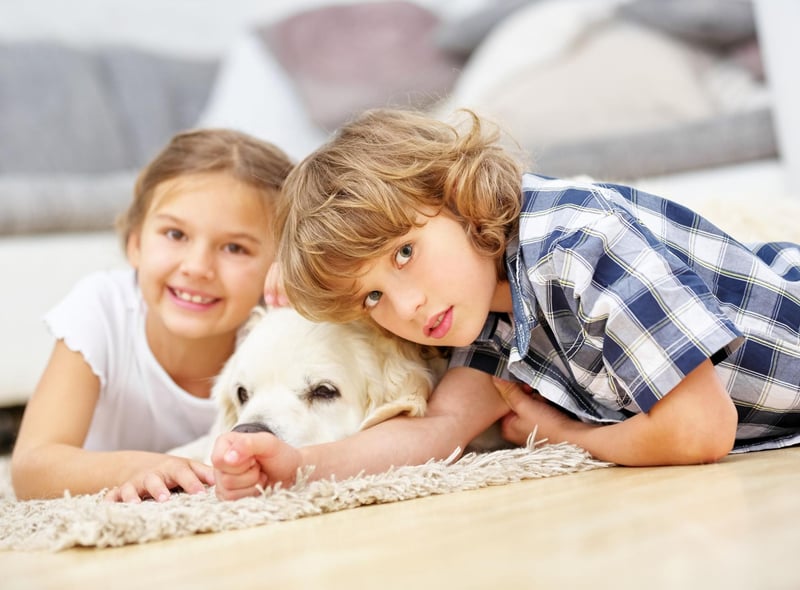 Just like their Labrador cousins, the Golden Retriever lives to love humans - forming particularly strong and affectionate bonds with children.
