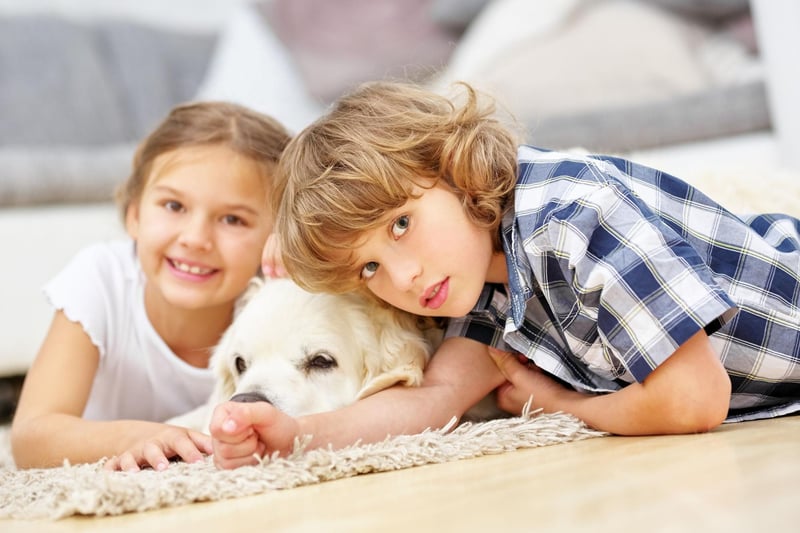 Just like their Labrador cousins, the Golden Retriever lives to love humans - forming particularly strong and affectionate bonds with children.