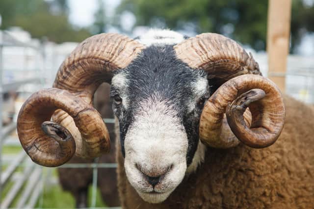 One of the studies will look at the breeding of climate resilient sheep
