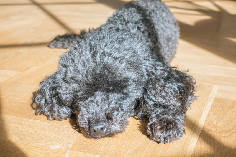 Only slightly less popular than the Toy Poodle is the next size up of the breed - the Miniature Poodle. There were 1,383 registrations of these athletic dogs, orginally used to retrieve shot wildfowl from water, last year.
