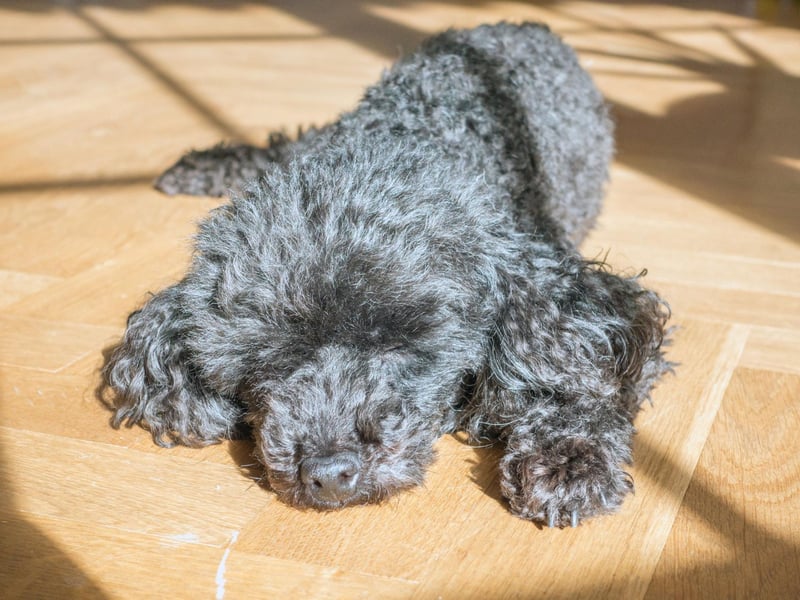 Only slightly less popular than the Toy Poodle is the next size up of the breed - the Miniature Poodle. There were 1,383 registrations of these athletic dogs, orginally used to retrieve shot wildfowl from water, last year.
