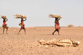 Women carrying firewood walk past a carcass of a cow in Loiyangalani, Kenya, amid this year's prolonged drought (Picture: Simon Maina/AFP via Getty Images)