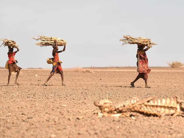 Women carrying firewood walk past a carcass of a cow in Loiyangalani, Kenya, amid this year's prolonged drought (Picture: Simon Maina/AFP via Getty Images)