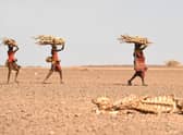 Women carrying firewood walk past a carcass of a cow in Loiyangalani, Kenya, amid this year's prolonged drought (Picture: Simon Maina/AFP via Getty Images)