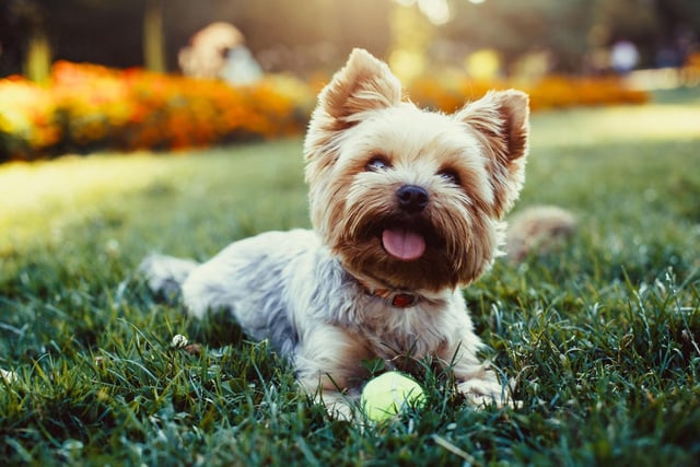 Rarely weighing any more than 3.2 kg, the Yorkshire Terrier is the second smallest breed of dog. Despite their tiny size they make surpisingly effective watch dogs.