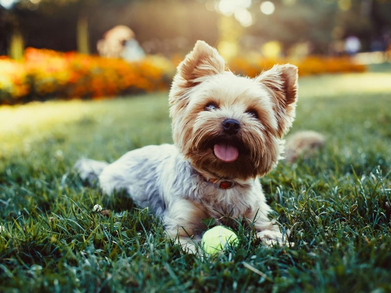 Rarely weighing any more than 3.2 kg, the Yorkshire Terrier is the second smallest breed of dog. Despite their tiny size they make surpisingly effective watch dogs.