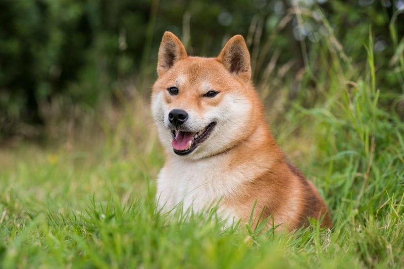 The highly intelligent Shiba Inu, originally from Japan, is another dog that usually only barks when there is a very good reason for it to do so.