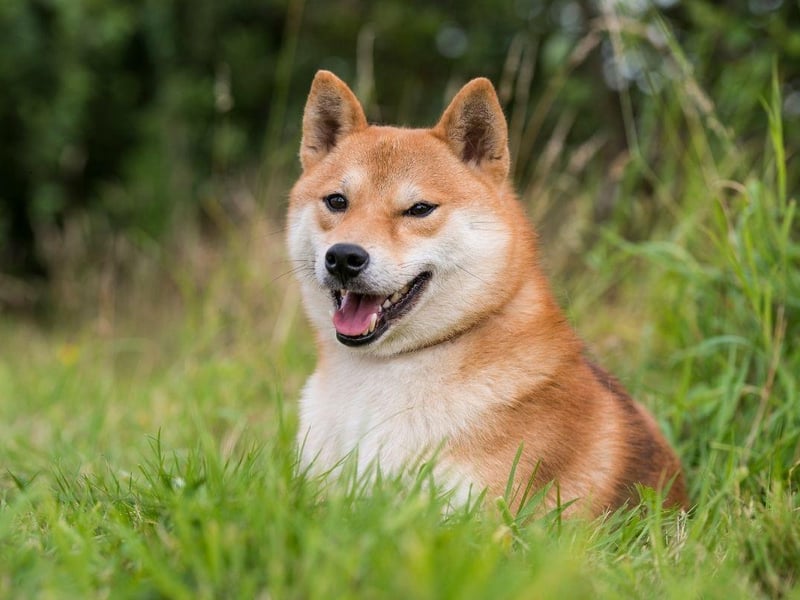 The highly intelligent Shiba Inu, originally from Japan, is another dog that usually only barks when there is a very good reason for it to do so.