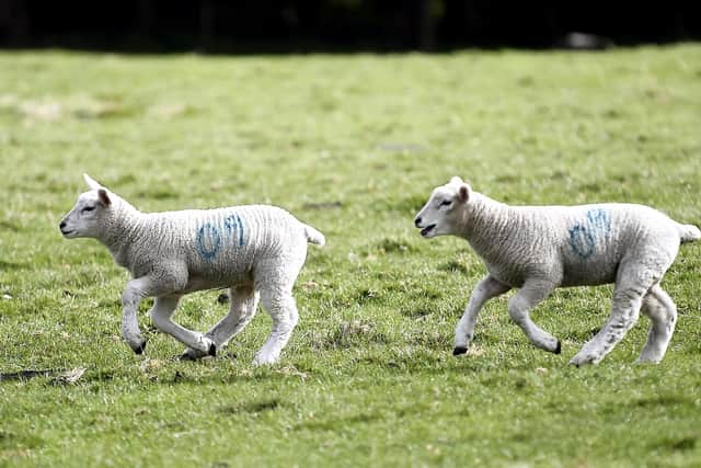Six sheep killed and several injured during suspected worrying incident in the Scottish Borders