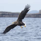 White-tailed sea eagles have increased in recent years as a result of reintroduction projects. Picture: Katie Nethercoat