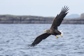 White-tailed sea eagles have increased in recent years as a result of reintroduction projects. Picture: Katie Nethercoat