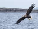 White-tailed sea eagles have increased in recent years as a result of reintroduction projects. Picture: Katie Nethercoat
