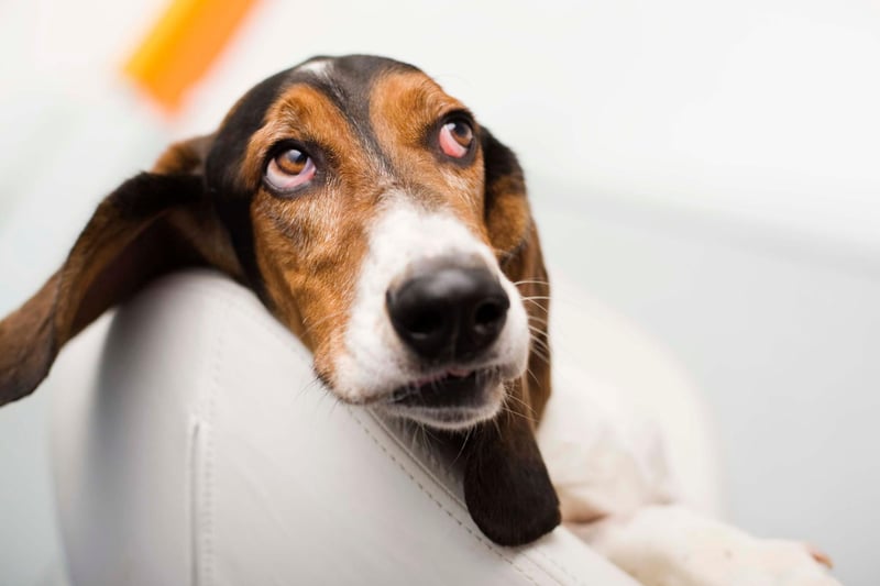 Bassett Hounds are just as lazy as they look - a big body and short legs aren't a great combination for running around a park or chasing a ball.