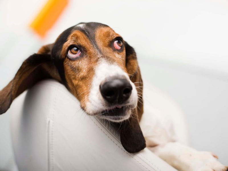 Bassett Hounds are just as lazy as they look - a big body and short legs aren't a great combination for running around a park or chasing a ball.