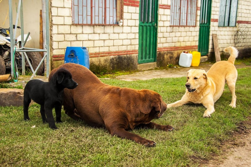 The Labrador Retriever is the most popular dog in the UK for good reason - it has a wonderfully sociable temperament. In fact, a potential problem with Labradors is that they love people too much, finding it difficult to keep their distance if somebody is scared of dogs.