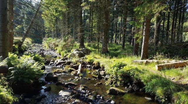 Sites like Maryculter Community Woods can help reduce the carbon footprint of local residents. (Photo: Justin Thomas)