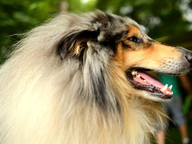 The elegant Rough Collie probably isn't what most people think of as being an aggressive dog. It came as a surprise to researchers from the University of Helsinki when they carried out a survey of 9,000 dog owners and found that this breed topped the table.