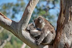 Koalas are a common sight around Adelaide. Pic: George Papanicolaou