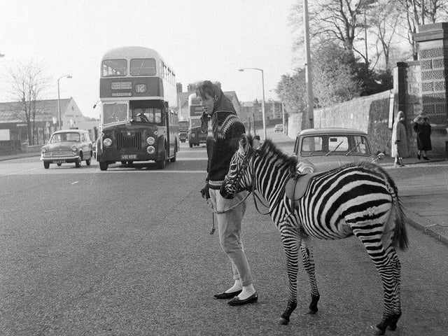 Edinburgh zoo keeper Grace Forrest walks Tot the zebra on Corstorphine Road in November 1964.