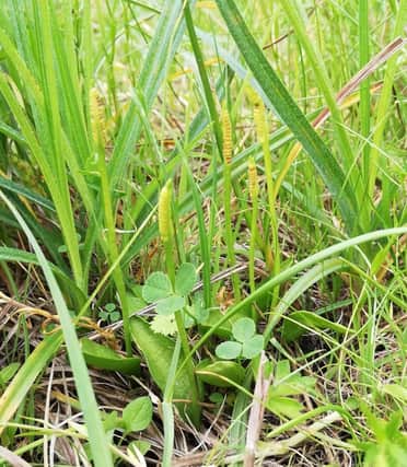 Small Adder's-tongue has been discovered for the first time at St Cyrus National Nature Reserve.