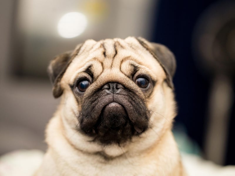 The little Pug is a master of comedy judging by a selection of their 107 performances, including Men in Black, The Nut Job and The Secret Life of Pets, just missing out on a top 10 spot.