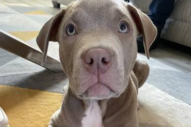 Nine-week-old American Bulldog Cairo who was stolen from a home in Pollok on the night of April 14 (Photo: Police Scotland).
