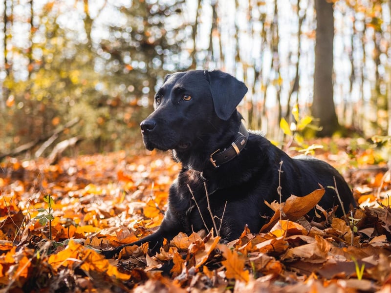 The world's most popular dog breed is an animal that lives for the outdoors. Any Labrador owner will know this by the amout of times their faithful pet pooch asks to be let out on any given day.