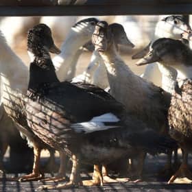 Ducks await being sent to a slaughterhouse. Picture: Gaizka Iroz/AFP via Getty Images