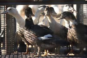 Ducks await being sent to a slaughterhouse. Picture: Gaizka Iroz/AFP via Getty Images
