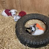 More than 350 handknitted 'goat coats' have been donated to the farm to keep the kids warm. PIC: National World.